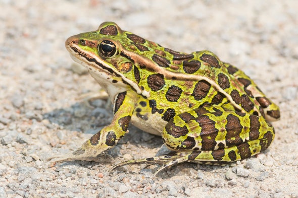Discover the Fascinating World of Pickerel Frog: A Complete Guide