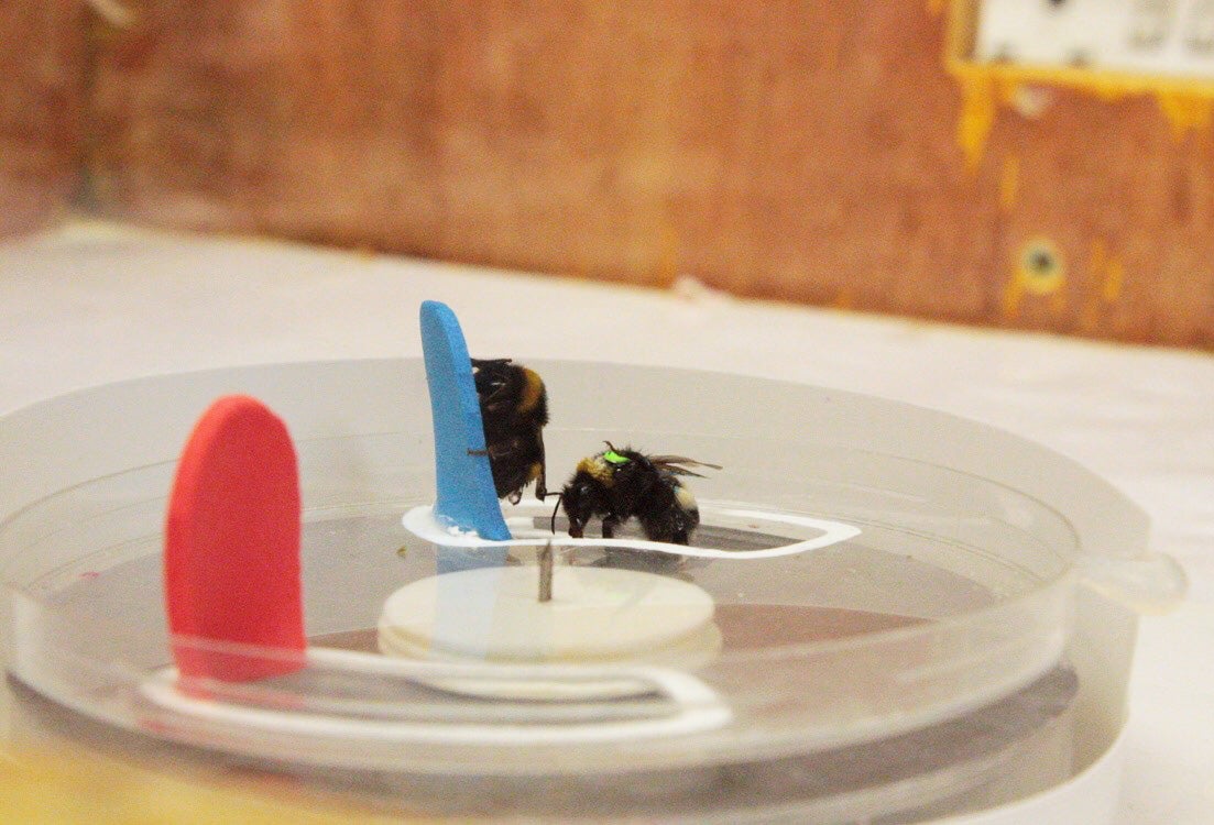 Bombus Arıları Kendi Bulmaca Çözme Kültürlerini Sergiliyor