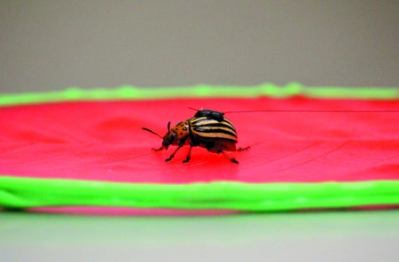 A drop of beeswax affixes a sensor to a beetle tasked with navigating a silicone leaf surface