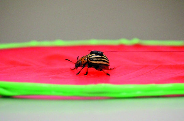 A drop of beeswax affixes a sensor to a beetle tasked with navigating a silicone leaf surface