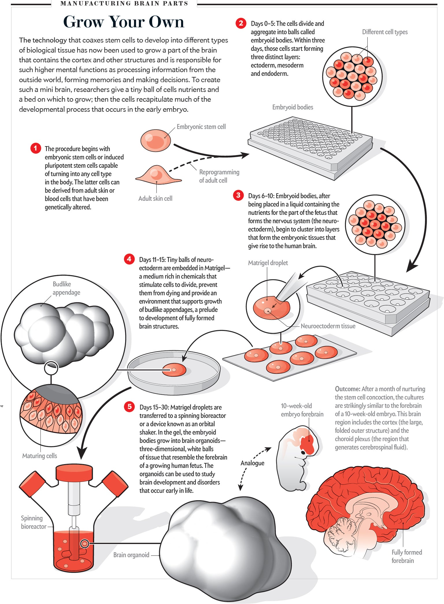 human brain experiment