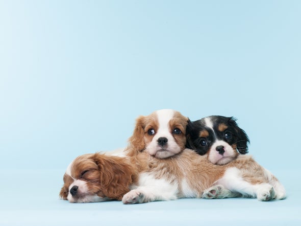 Pet Store Puppies Blamed for Drug-Resistant Infections