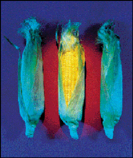 CORN