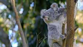 The Koala Code: Secrets of the Koala Genome