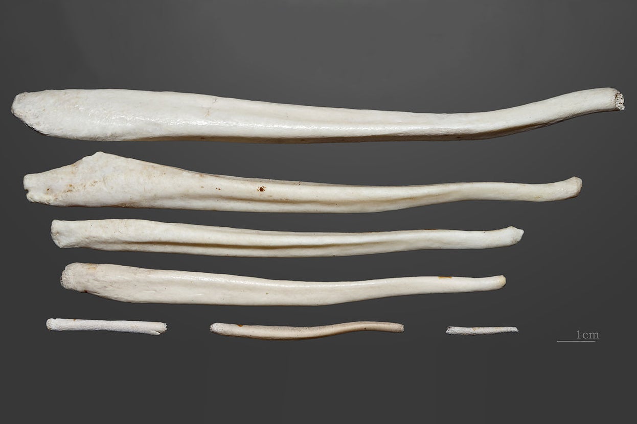 Why Humans Have No Penis Bone Scientific American