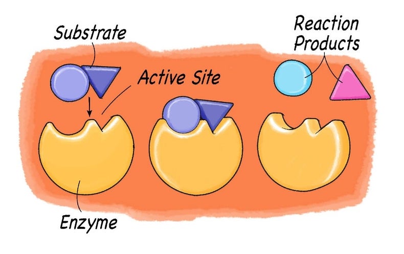 catalase reaction with hydrogen peroxide