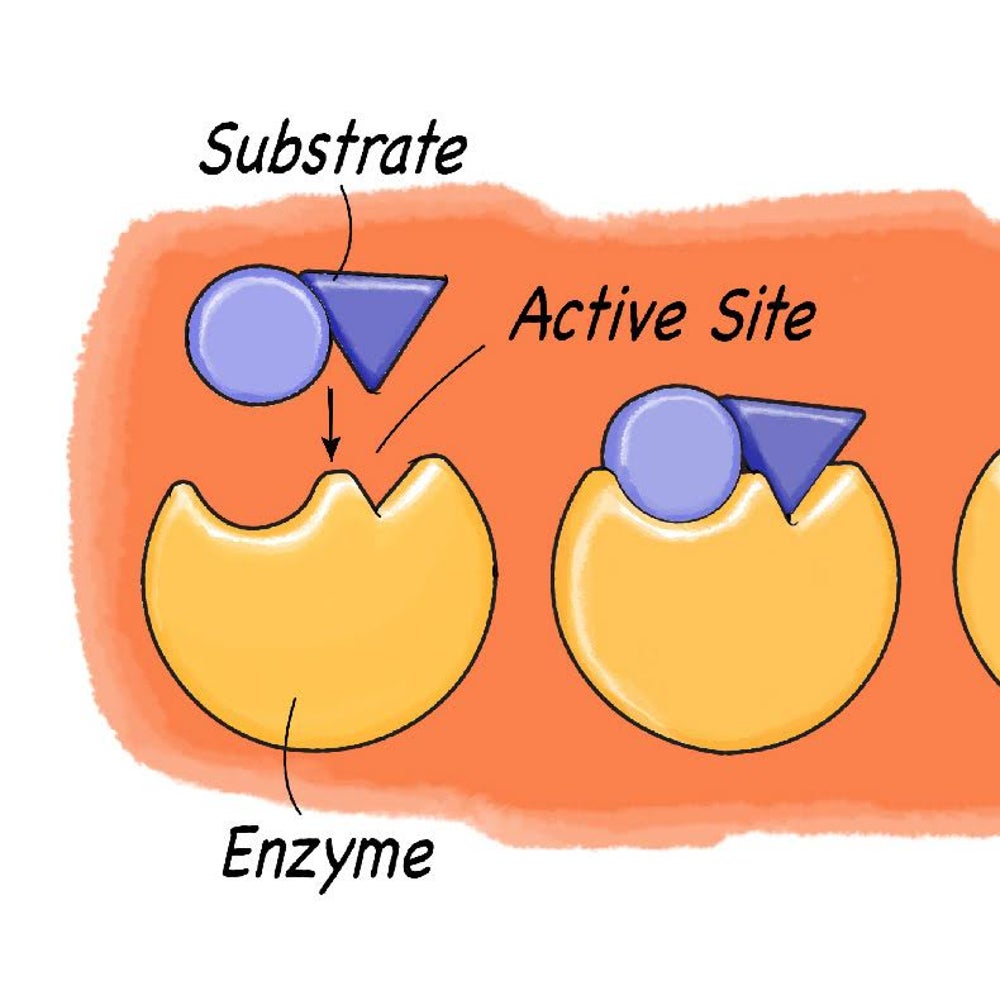 Exploring Enzymes | Scientific American