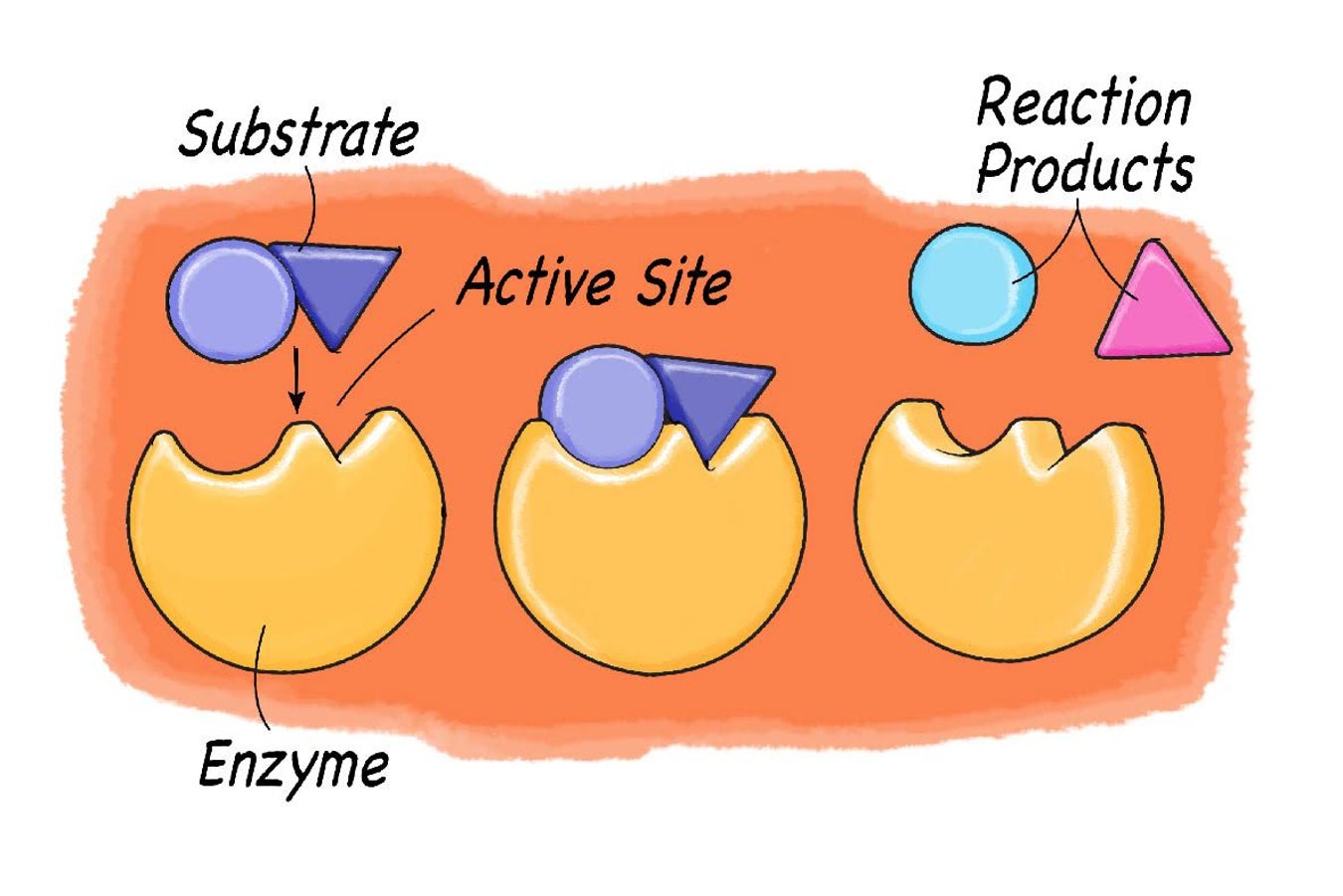 Exploring Enzymes Scientific American