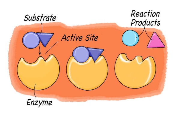 labeled enzymes lock and key