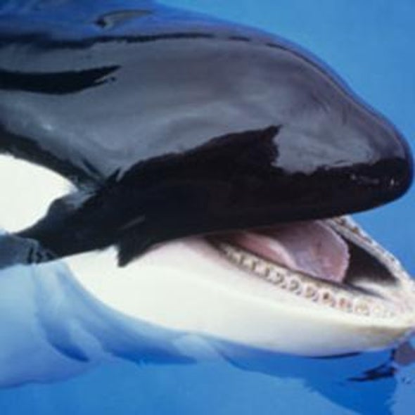 how threatened are killer whales in the wild scientific american