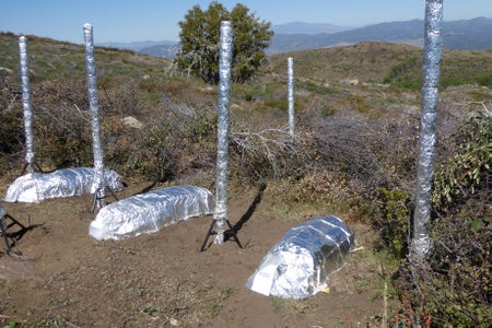 Foil covered items in a wooded area