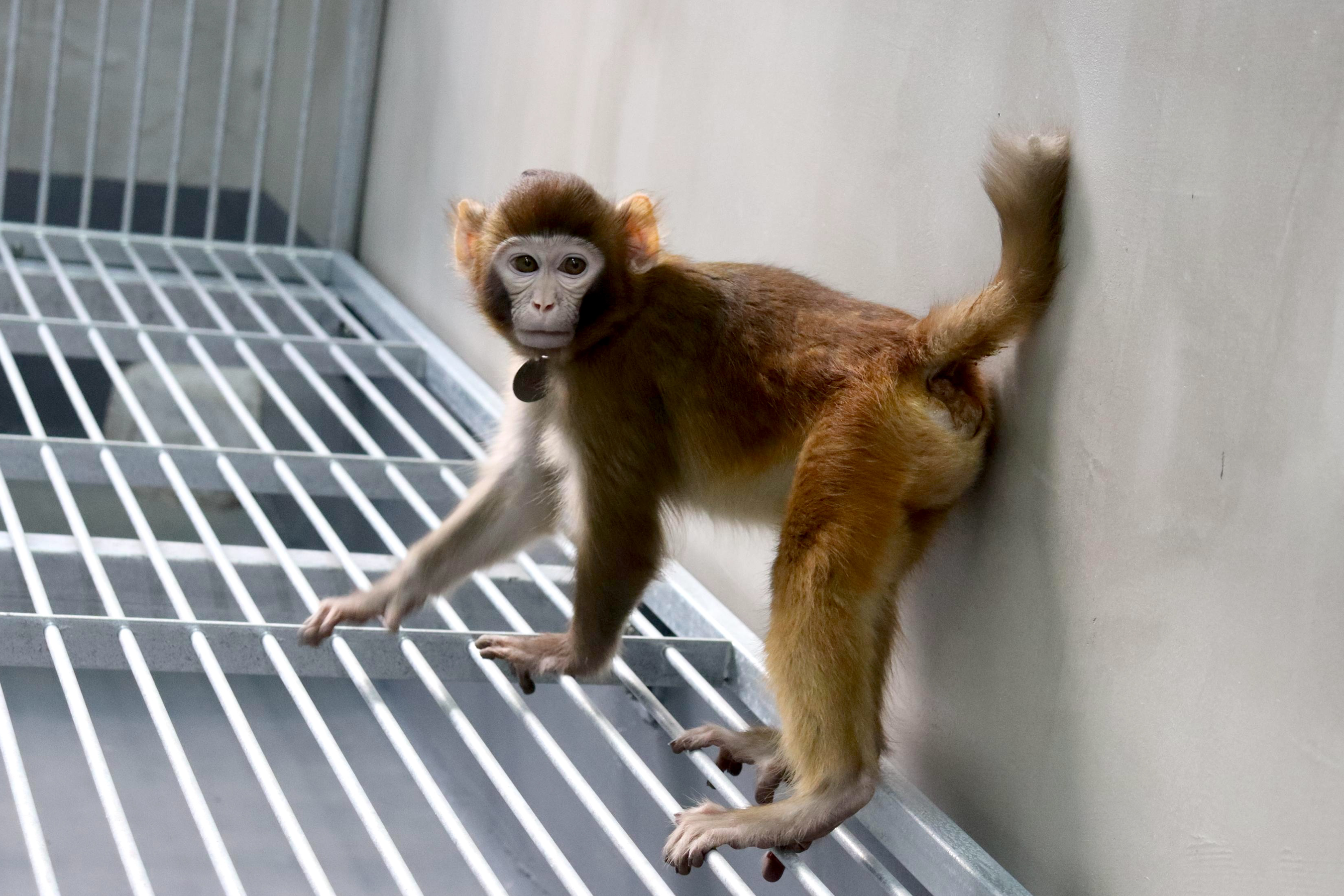 Meet ReTro, the First Cloned Rhesus Monkey to Reach Adulthood