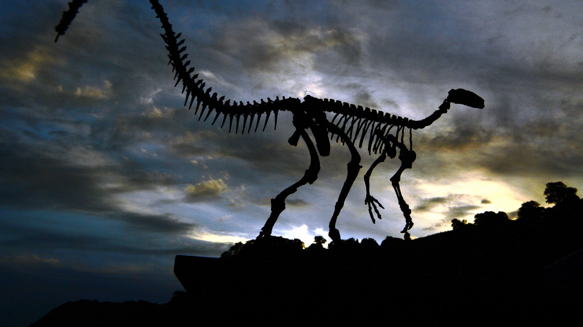 Paleontology Is Far More Than New Fossil Discoveries | Scientific American