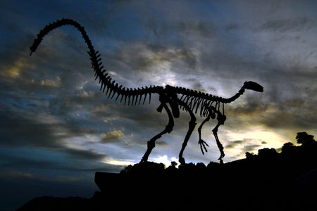 The fossilised skeleton of a dinosaur with dramatic sky backdrop.
