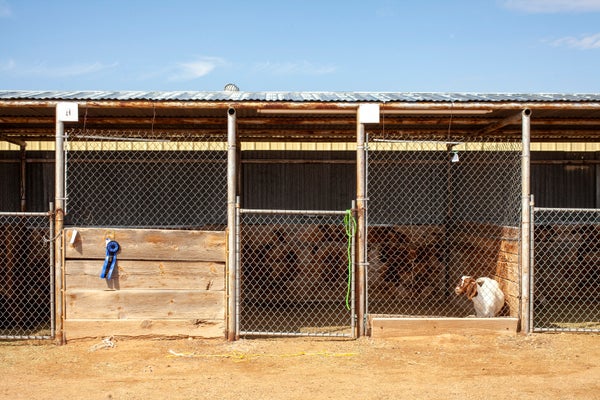 A brown and white goat in a pen with a blue ribbon on the doorway.