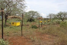 Living 'Bee Fences' Protect Farmers from Elephants, and Vice Versa