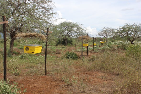 Living 'Bee Fences' Protect Farmers from Elephants, and Vice Versa