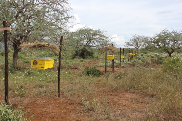 Yellow beehive boxes hanging off wired fences in an orchard.