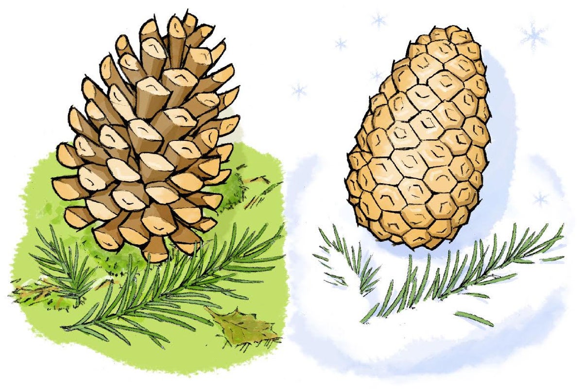 Why do pine cones open and close? - Mud & Bloom