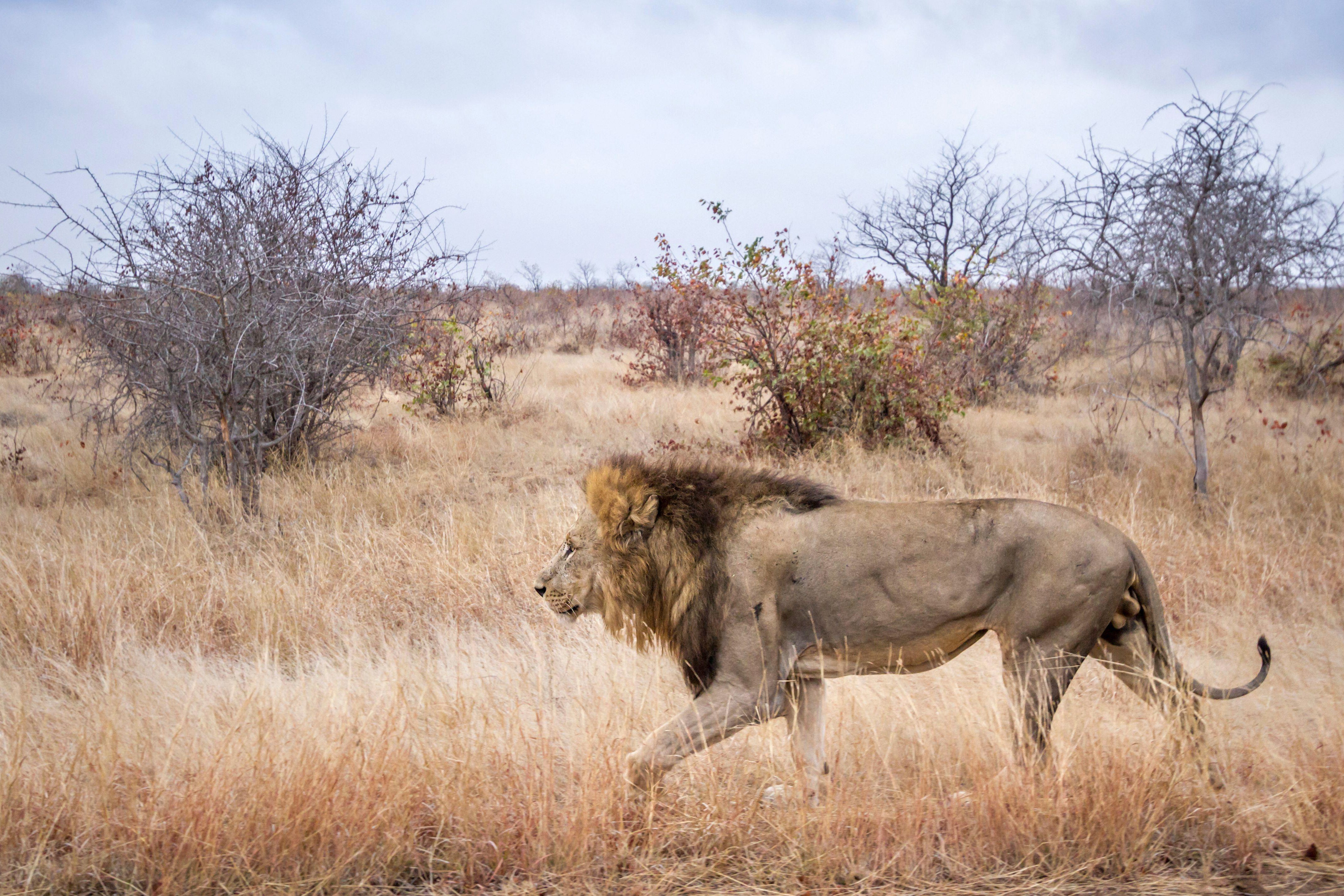 How Starting Brush Fires Could Save Africa's Disappearing Lions -  Scientific American