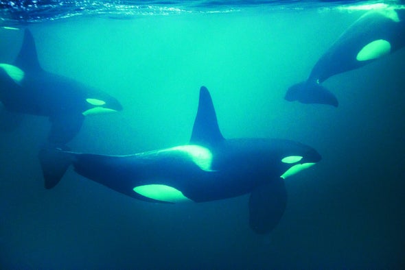 Killer Whales and Chimpanzees Have Similar Personalities