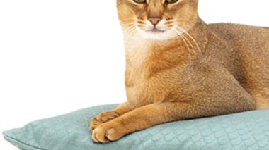 Scratch N Sniff A Guide To Cats And Dogs Scientific American