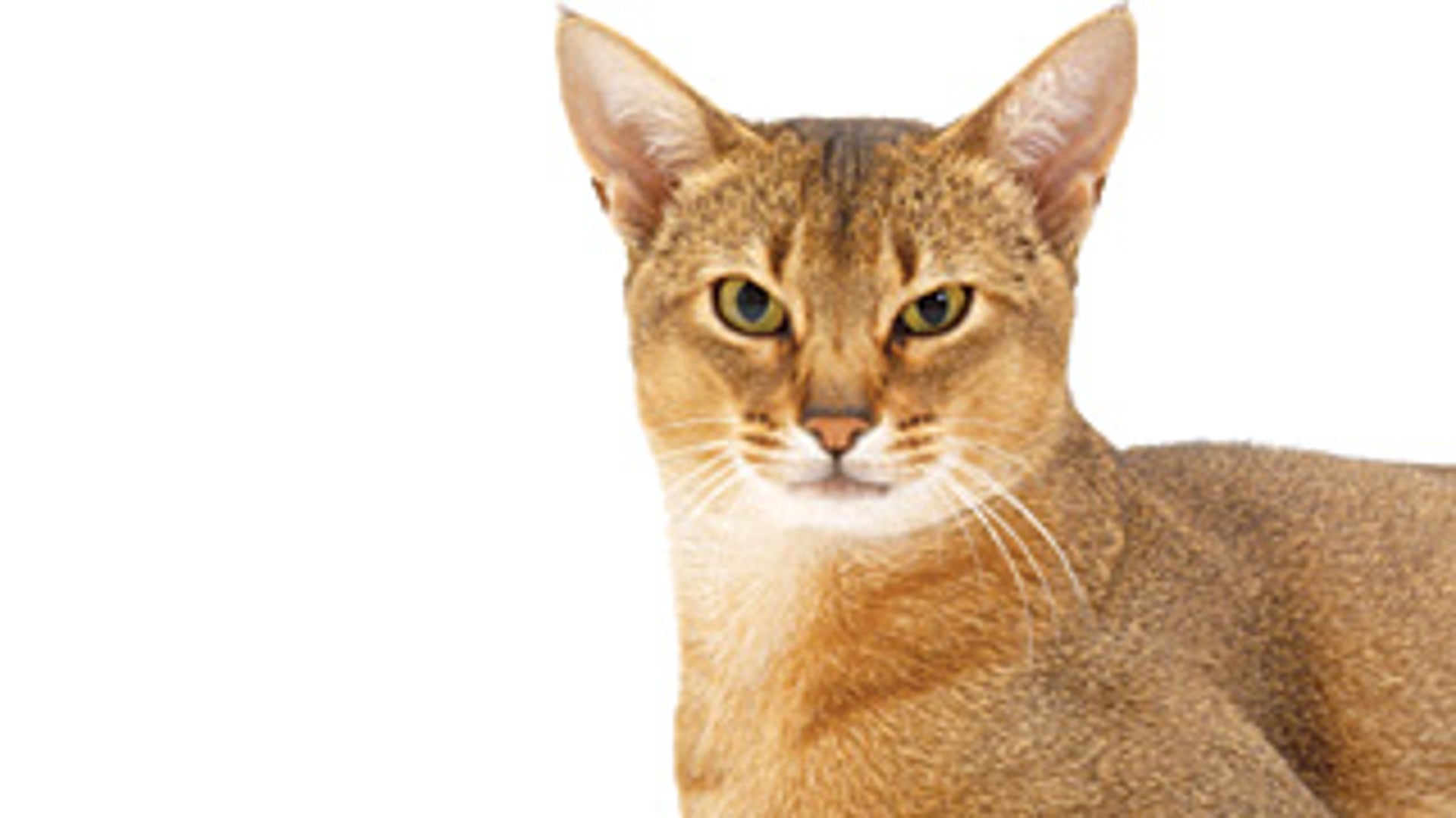 The Evolution of House Cats | Scientific American