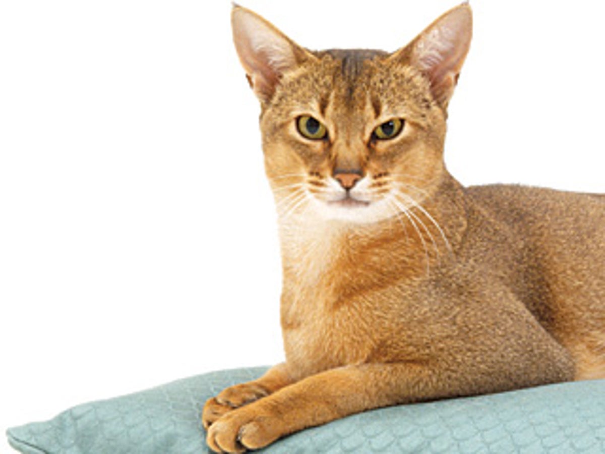 The Evolution of House Cats | Scientific American