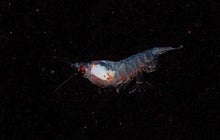Arctic Krill Track Day and Night Even in Polar Darkness