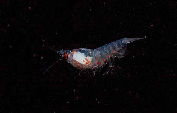 Arctic Krill Track Day and Night Even in Polar Darkness