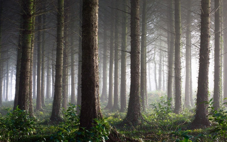Because of Rising CO 2 , Trees Might Be Warming the Arctic - Scientific American