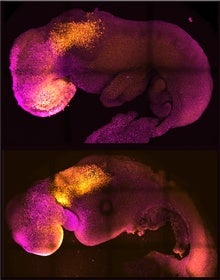 Mouse Embryos Grown without Eggs or Sperm