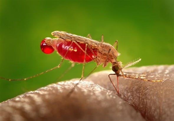 Networks Untangle Malaria's Deadly Shuffle