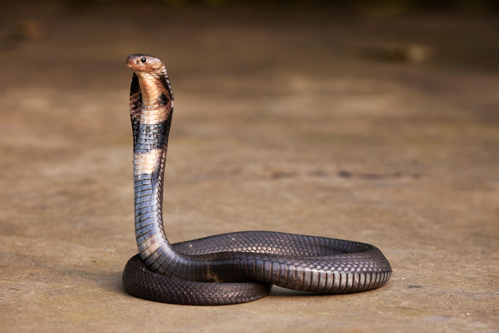 Snakes Could Be The Original Source Of The New Coronavirus Outbreak In China Scientific American