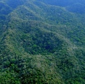 PRISTINE FOREST CANOPY