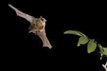 Bats on Helium Reveal an Innate Sense of the Speed of Sound