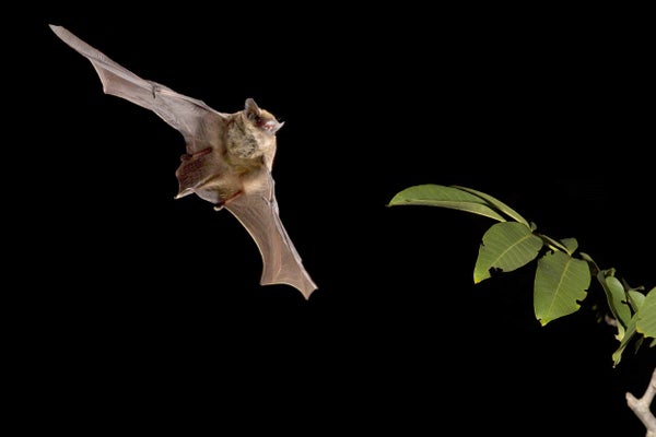 A small bat named the Kuhl's pipistrelle is captured against the black of night mid-flight.