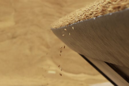 Grains of barley fall from a front end loader at a grain depot