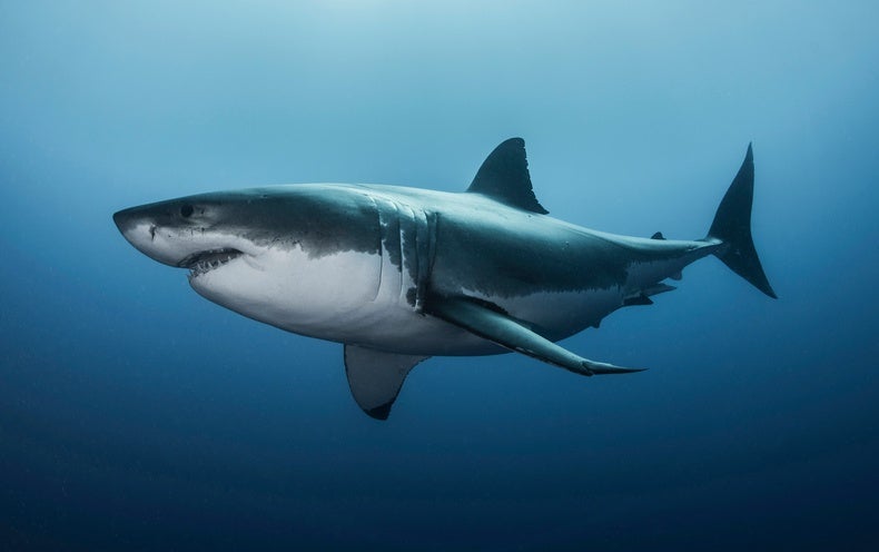 Ocean Acidification Could Eat Away at Sharks' Teeth and Scales - Scientific American
