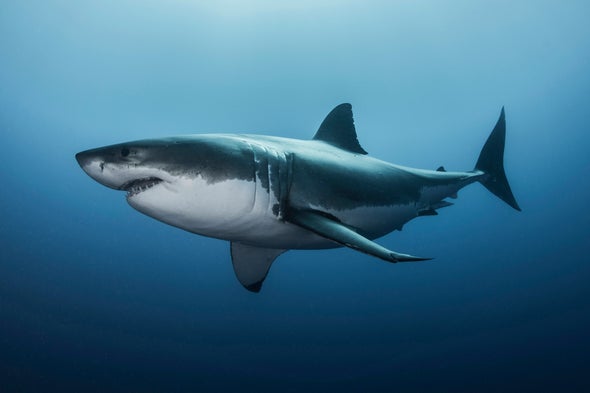 Ocean Acidification Could Eat Away at Sharks' Teeth and Scales