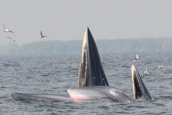 Polluted Water Whale Invents New Feeding Strategy