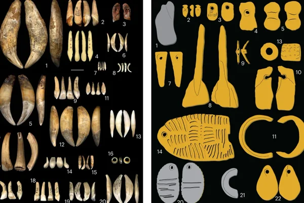 Animal teeth and illustrations of small carved ivory ornaments