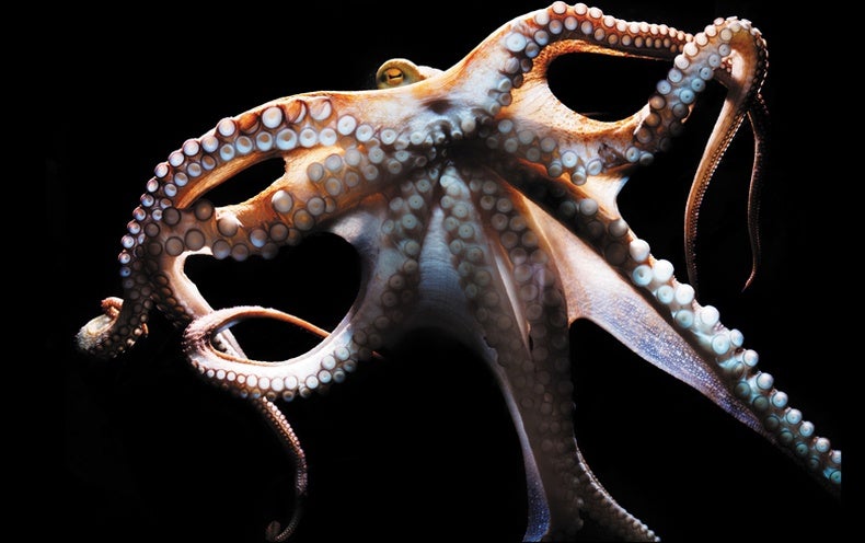 Well-Read Octopus Suitable for Any Mobile Phone Three in One Data Line 