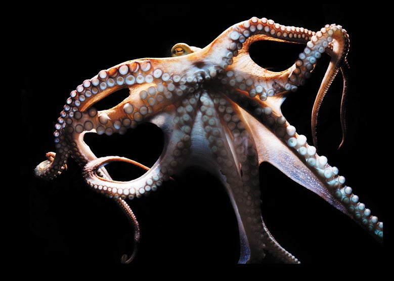 The Mind of an Octopus - Scientific American