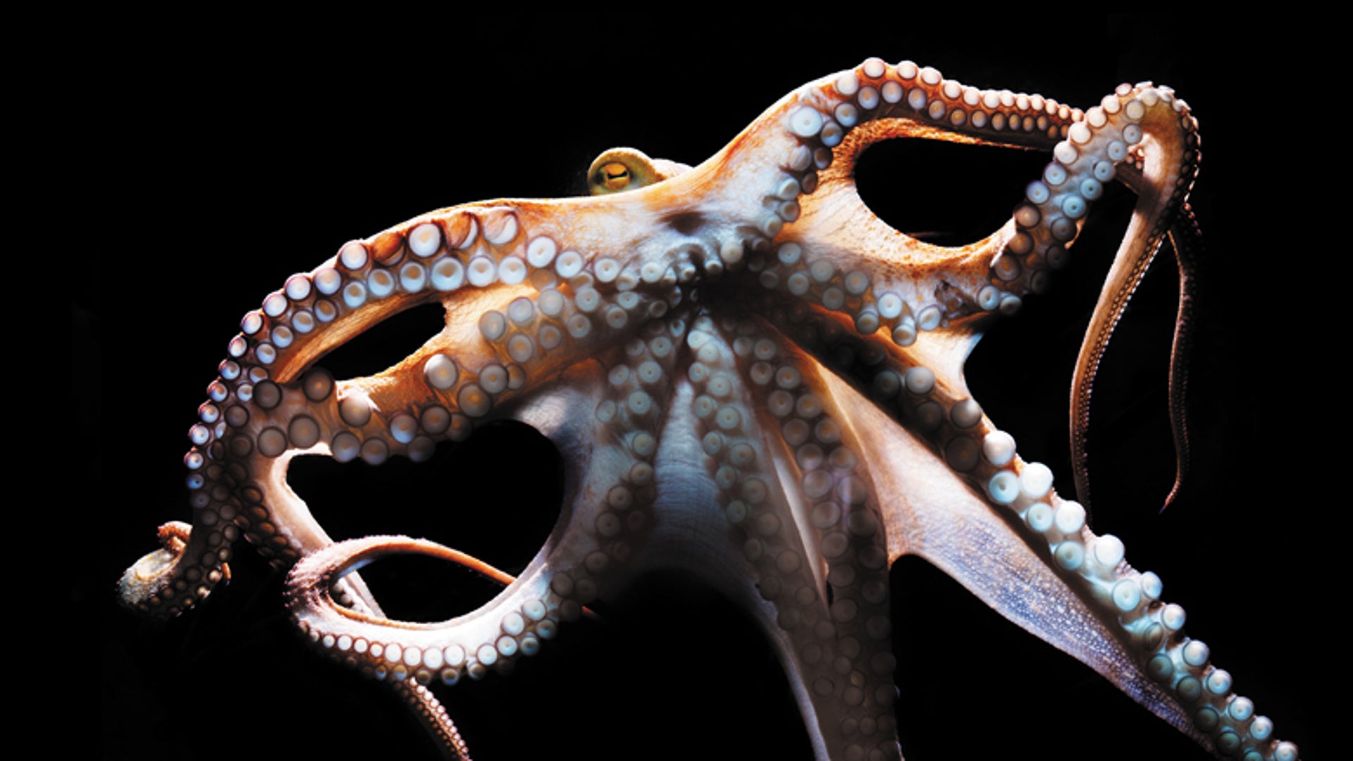 The Mind of an Octopus | Scientific American