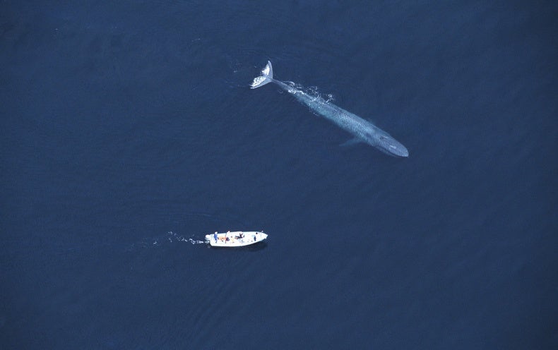 Why Are Blue Whales So Gigantic? - Scientific American