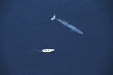 Why Are Blue Whales So Gigantic?
