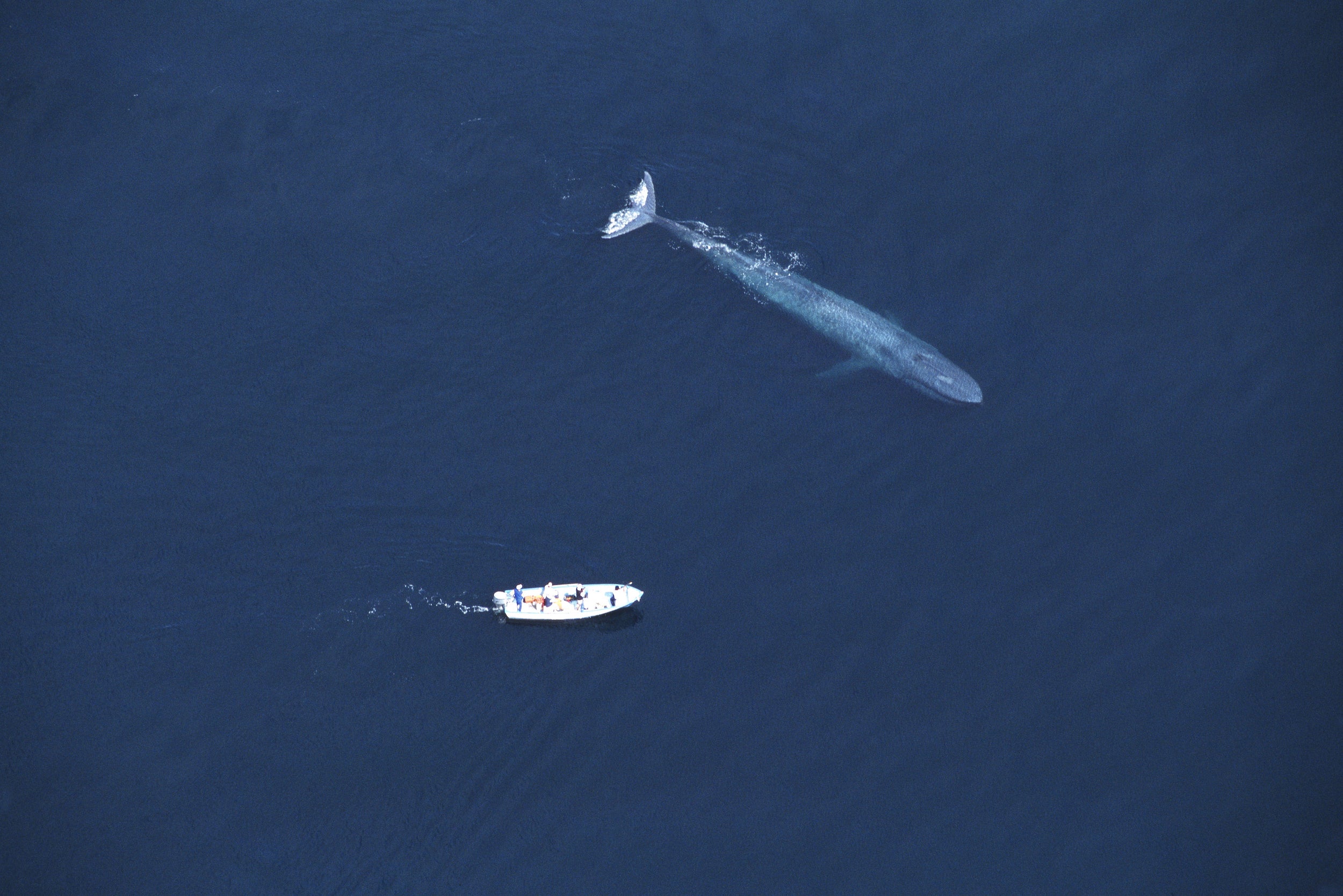 blue whale size