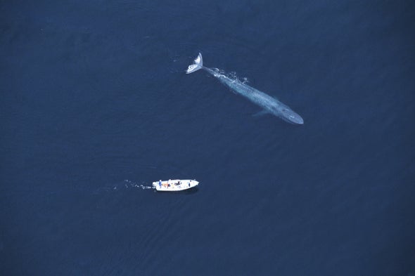 Why Are Blue Whales So Gigantic?