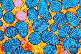 Brain's Dumped DNA May Lead to Stress, Depression